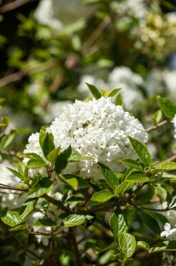 Snebolle Viburnum 'Eskimo' busk Viburnum 'Eskimo'