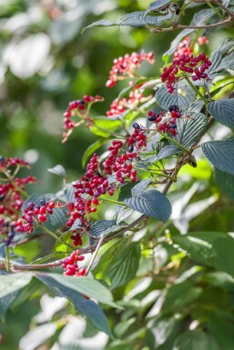 Vildvin Viburnum lantana busk Viburnum lantana busk