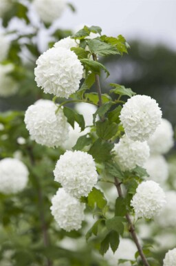 Viburnum opulus