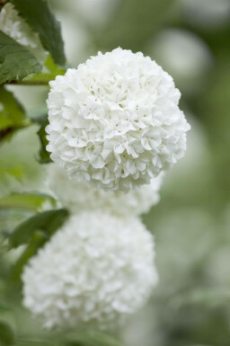 Kvalkved Viburnum opulus busk Viburnum opulus