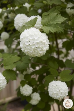 Viburnum opulus busk 60-100 cm bare rødder