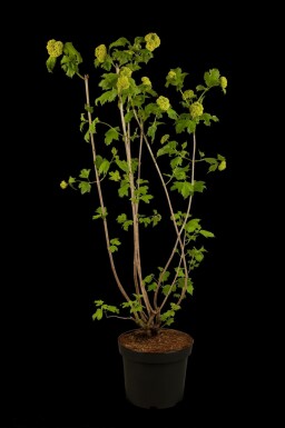 Kalina Viburnum opulus 'Roseum' busk Viburnum opulus 'Roseum' busk