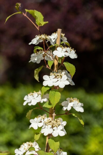 Japansk snebolle Viburnum plicatum 'Kilimandjaro' busk Viburnum plicatum 'Kilimandjaro' busk