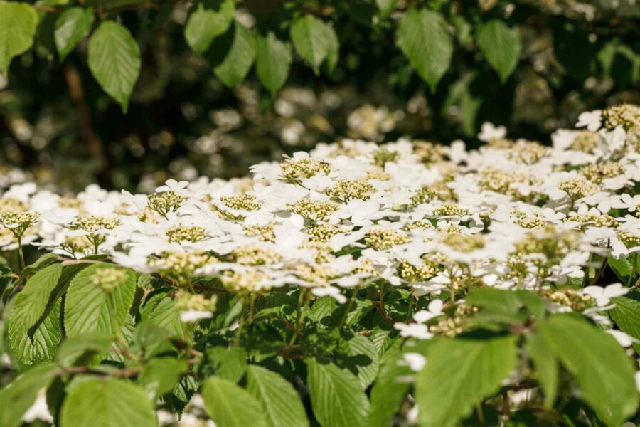 Japansk snebolle Viburnum plicatum 'Kilimandjaro' busk Viburnum plicatum 'Kilimandjaro' busk