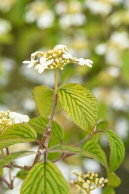 Japansk snebolle Viburnum plicatum 'Kilimandjaro' busk Viburnum plicatum 'Kilimandjaro' busk