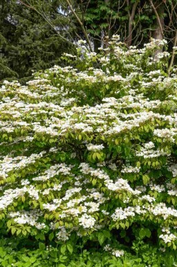 Viburnum Viburnum plicatum 'Kilimandjaro Sunrise' busk Viburnum plicatum 'Kilimandjaro Sunrise' busk