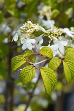 Viburnum Viburnum plicatum 'Kilimandjaro Sunrise' busk Viburnum plicatum 'Kilimandjaro Sunrise' busk