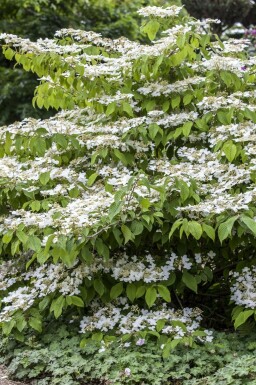 Viburnum plicatum 'Mariesii'