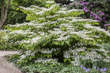 Japansk snebolle Viburnum plicatum 'Mariesii' busk Viburnum plicatum 'Mariesii' busk