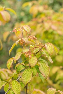 Japansk snebolle Viburnum plicatum 'Tomentosum' busk Viburnum plicatum 'Tomentosum'