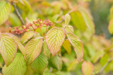 Japansk snebolle Viburnum plicatum 'Tomentosum' busk Viburnum plicatum 'Tomentosum'