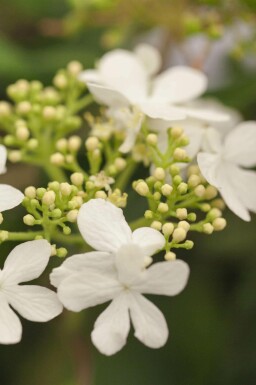 Japansk snebolle Viburnum plicatum 'Watanabe' busk Viburnum plicatum 'Watanabe' busk