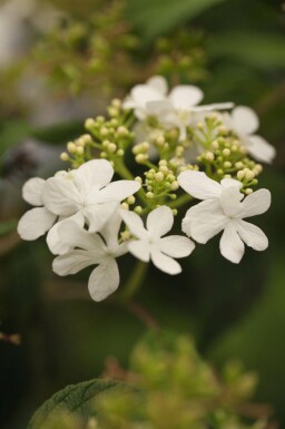 Japansk snebolle Viburnum plicatum 'Watanabe' busk Viburnum plicatum 'Watanabe' busk