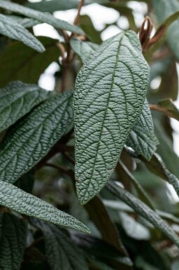 Tjekkisk snebolle Viburnum 'Pragense' busk Viburnum 'Pragense'