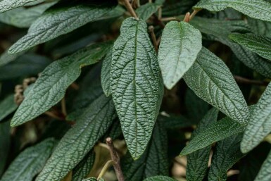 Viburnum 'Pragense'