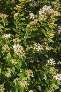 Viburnum tinus 'Eve Price'
