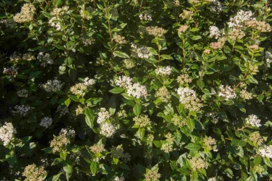Viburnum tinus 'Eve Price'