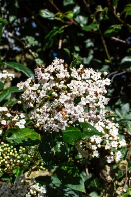 Laurbærkirsebær Viburnum tinus 'Gwenllian' busk Viburnum tinus 'Gwenllian'