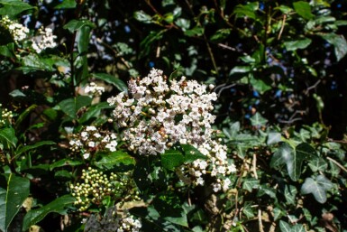 Laurbærkirsebær Viburnum tinus 'Gwenllian' busk Viburnum tinus 'Gwenllian'