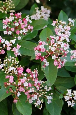 Laurbærkirsebær Viburnum tinus 'Lisa Rose' busk Viburnum tinus 'Lisa Rose'