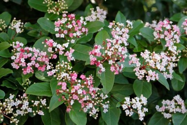 Laurbærkirsebær Viburnum tinus 'Lisa Rose' busk Viburnum tinus 'Lisa Rose'