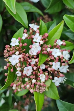 Viburnum tinus 'Spirit'
