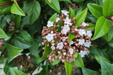 Viburnum tinus 'Spirit'