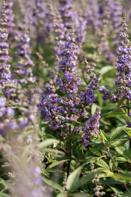 Kyskhedstræ Vitex agnus-castus busk Vitex agnus-castus