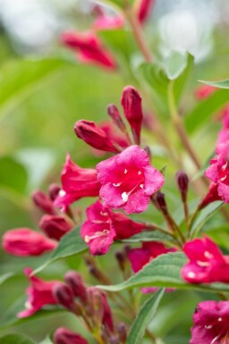Klokkebusk Weigela 'Bristol Ruby' busk Weigela 'Bristol Ruby'