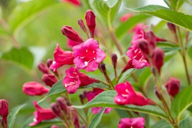 Klokkebusk Weigela 'Bristol Ruby' busk Weigela 'Bristol Ruby'