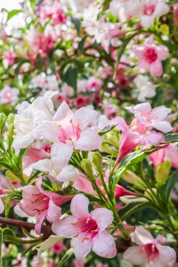 Klokkebusk Weigela florida 'Variegata' busk Weigela florida 'Variegata' busk