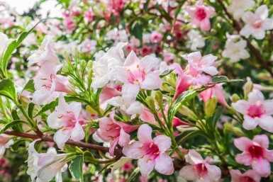 Klokkebusk Weigela florida 'Variegata' busk Weigela florida 'Variegata' busk