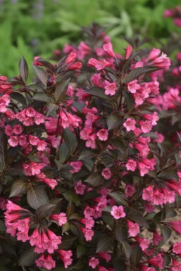 Klokkebusk Weigela 'Naomi Campbell' busk Weigela 'Naomi Campbell' busk