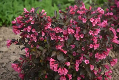 Klokkebusk Weigela 'Naomi Campbell' busk Weigela 'Naomi Campbell' busk