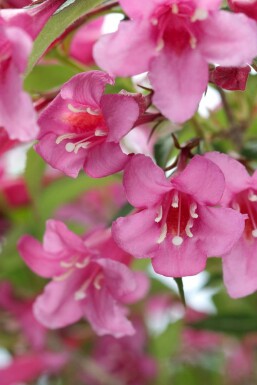 Klokkebusk Weigela 'Rosea' busk Weigela 'Rosea' busk