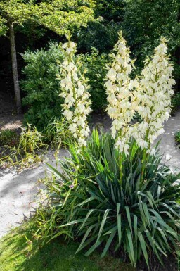 Palmelilje Yucca filamentosa busk Yucca filamentosa busk