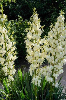 Palmelilje Yucca filamentosa busk Yucca filamentosa busk