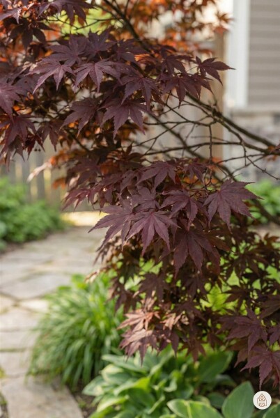Acer palmatum 'Atropurpureum' busk 80-100 cm