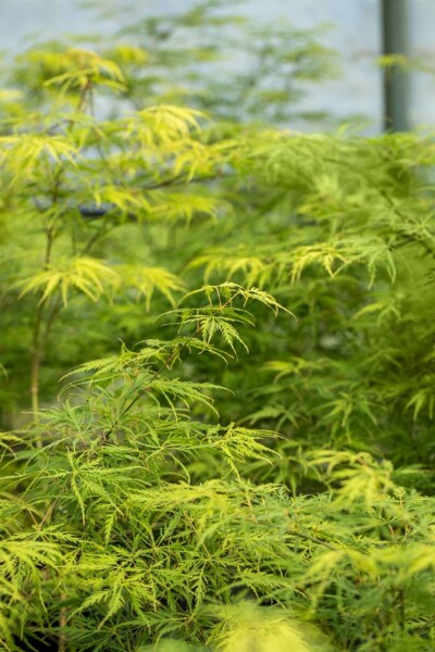 Acer palmatum 'Dissectum' C7,5 80-100