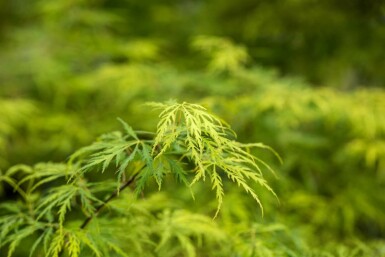 Acer palmatum 'Dissectum' C7,5 80-100