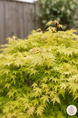 Acer palmatum 'Katsura' busk 40-50 cm