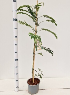 Albizia julibrissin busk 100-125 cm