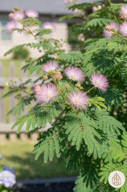 Albizia julibrissin opbundet 100-125 cm