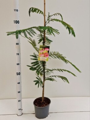 Albizia julibrissin 'Ombrella' busk 80-100 cm