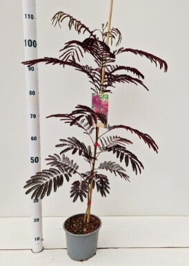 Albizia julibrissin 'Summer Chocolate' busk 50-60 cm