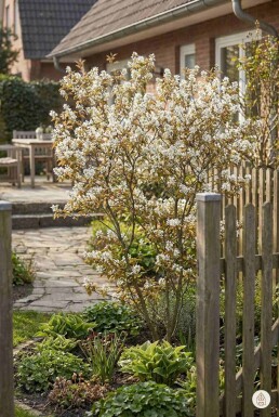 Amelanchier lamarckii busk 175-200 cm