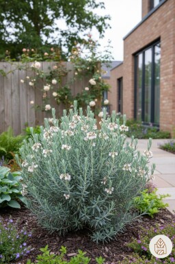 Andromeda polifolia 'Blue Lagoon' busk 20-25 cm