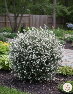 Andromeda polifolia 'Compacta' busk 20-25 cm