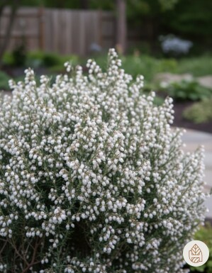 Andromeda polifolia 'Compacta' busk 20-25 cm