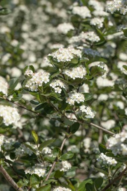Aronia prunifolia 'Viking' C20 100-125
